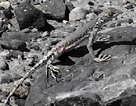 Zebra-tailed Lizard