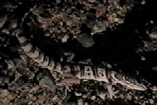 Utah Banded Gecko
