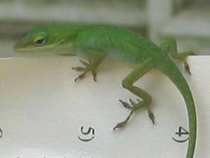 Baby Green Anole