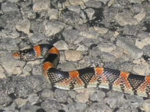 Texas Long-nosed Snake