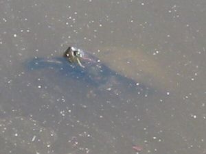 Red-eared Slider