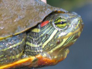 Young Slider