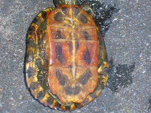 Plastron