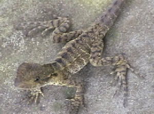Juvenile Water Dragon
