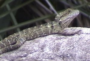 Adult Water Dragon
