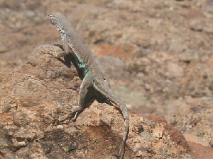 Male, March 2004